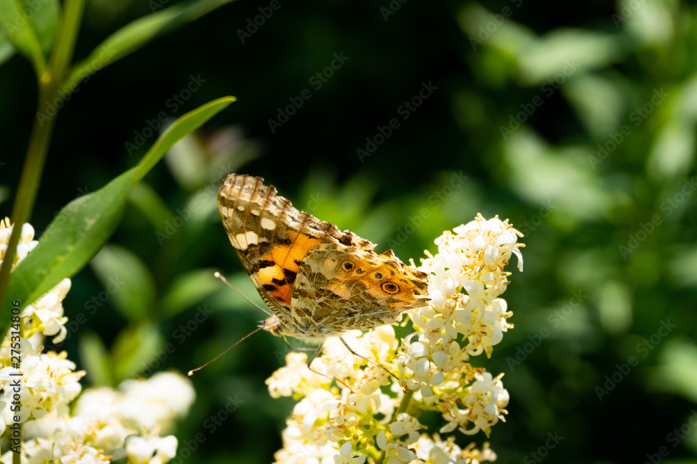 Close up of a detailed and colorful butterfly sitting on a flower head in the sunlight Close up of a detailed and colorful butterfly sitting on a flower head in the sunlight