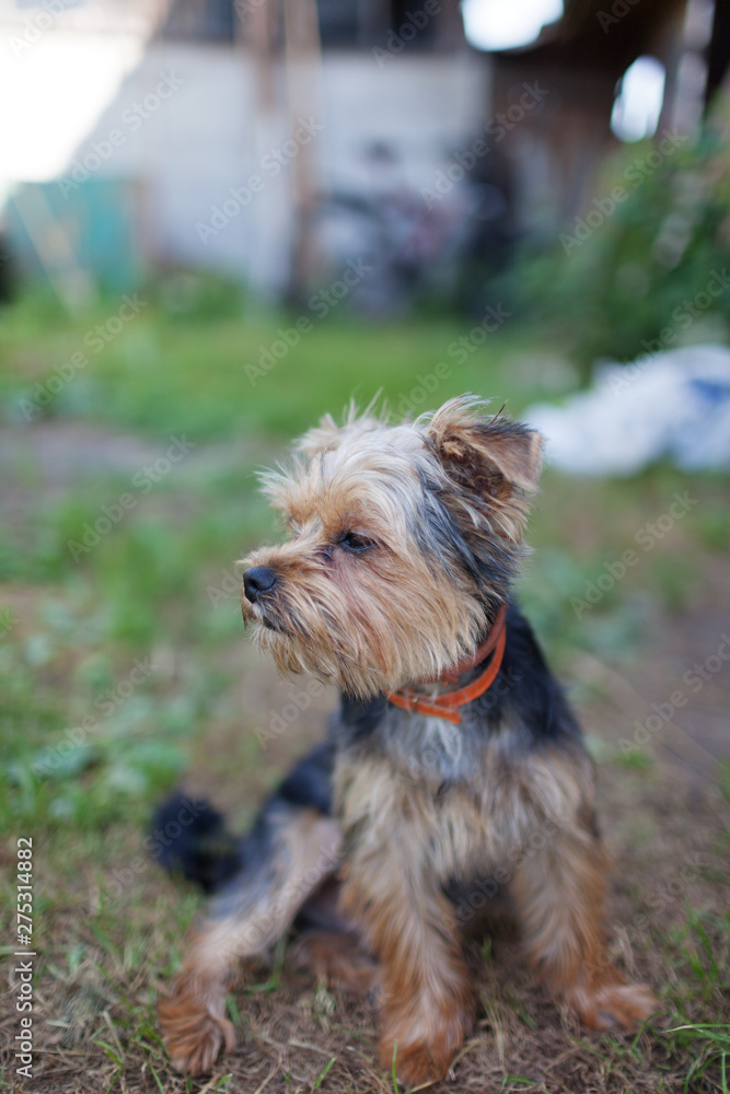 Beautiful yorkshire terrier on a grass Beautiful yorkshire terrier on a grass