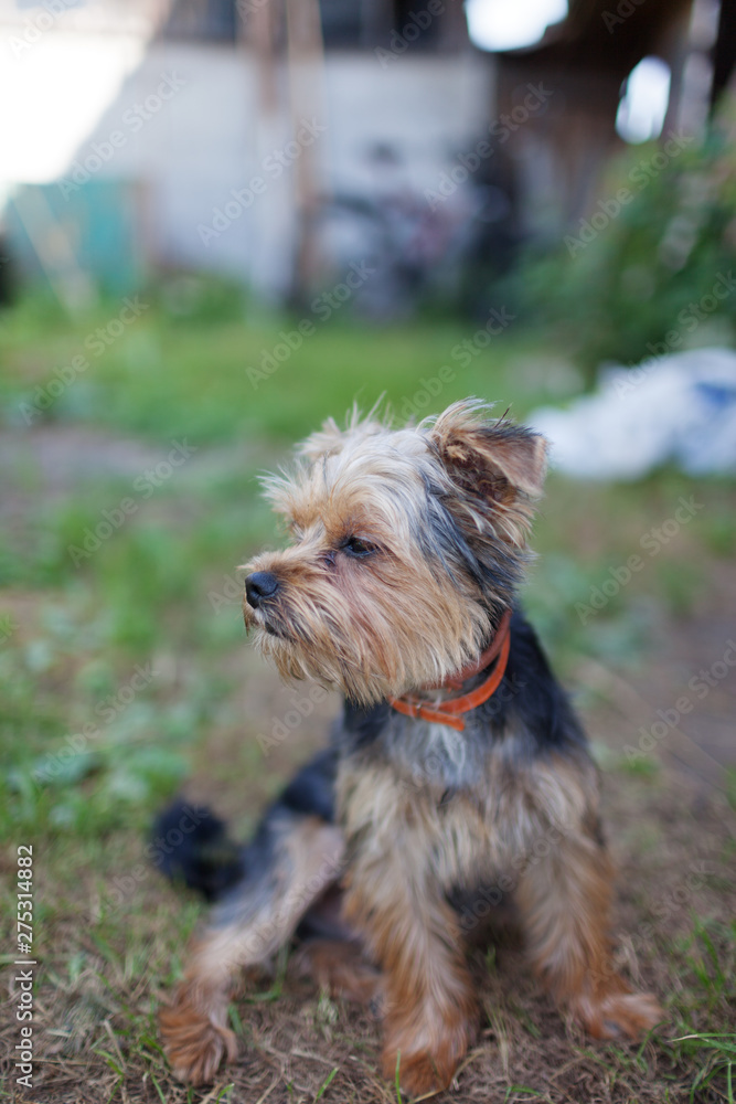 Beautiful yorkshire terrier on a grass