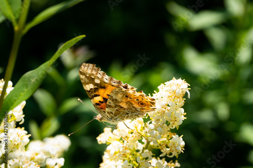 Close up of a detailed and colorful butterfly sitting on a flower head in the sunlight © Michel