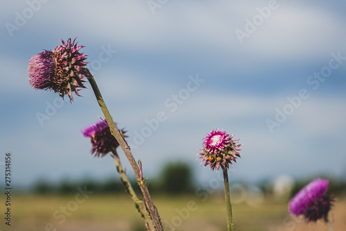 flower on background of blue sky