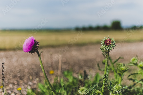 field of red poppies