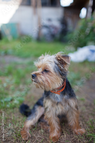 Beautiful yorkshire terrier on a grass © supersomik