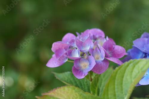 Blue and purple Hydrangea flowers