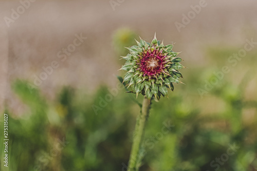 wild flower