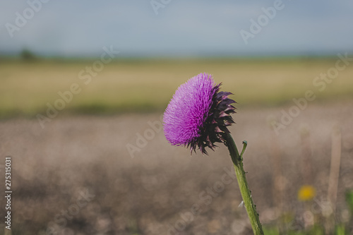 flower in the field