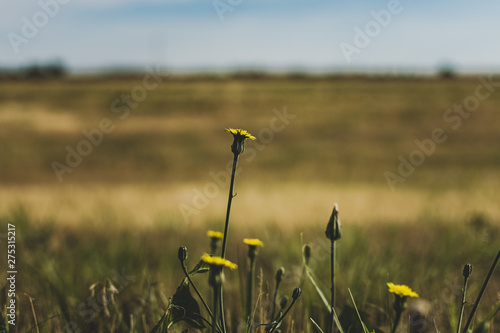 field of yellow flowers