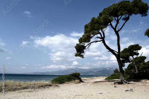 forest near the beach © Panos