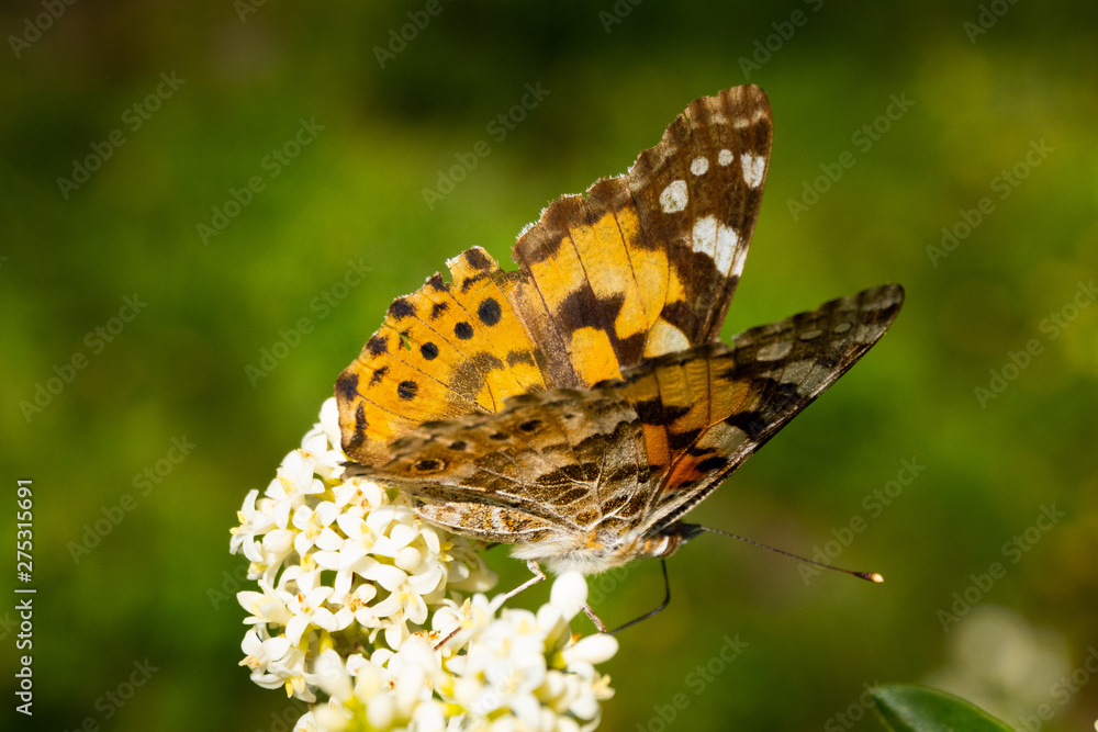 Obraz premium Close up of a detailed and colorful butterfly sitting on a flower head in the sunlight