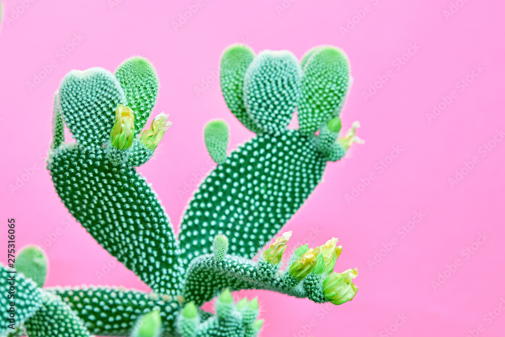 Naklejka premium Trendy tropical Green Neon Cactus plant on Purple Color background. Fashion Minimal Art Concept. Creative Style. Cacti colorfull fashionable mood