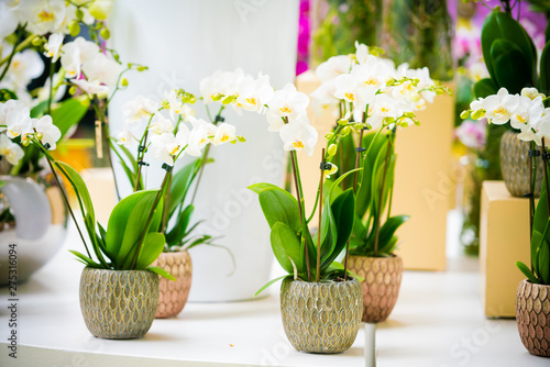 Fotografia Beautiful tropical orchid flowers in pots