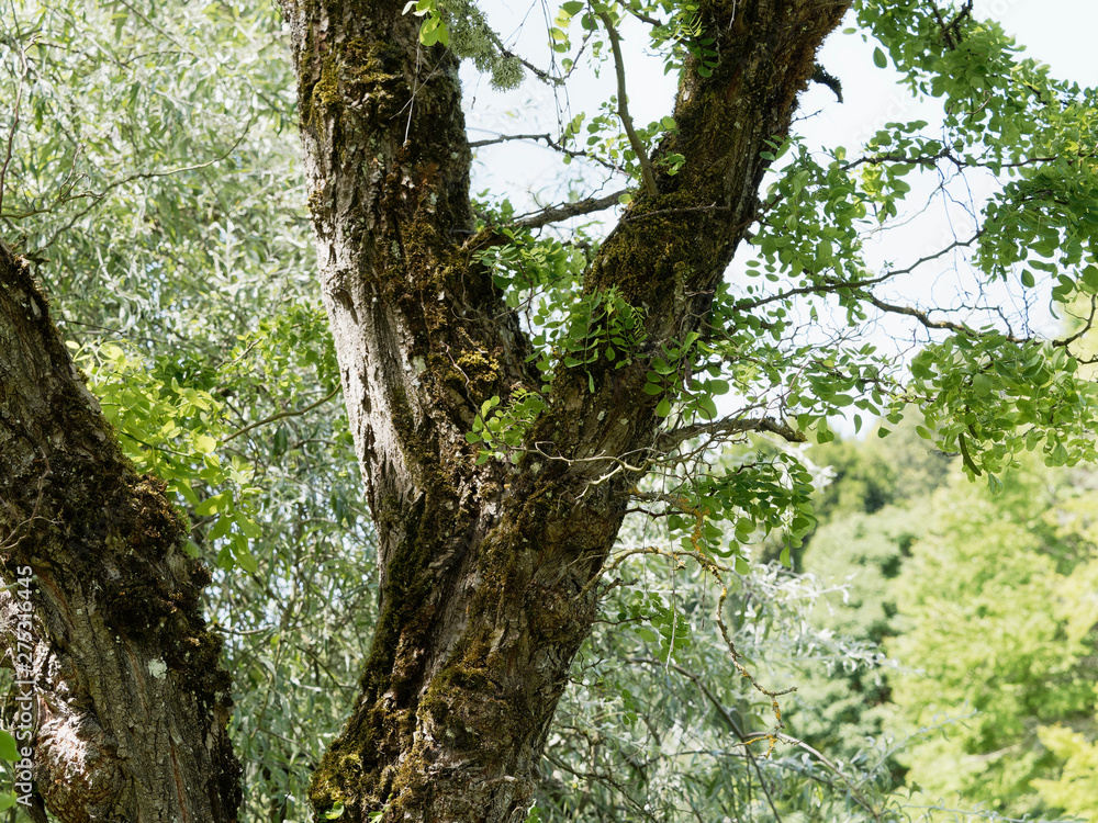 Fototapeta premium Robinier ou faux-acacia au tronc gris brun, branches rameaux épineux et tortueux