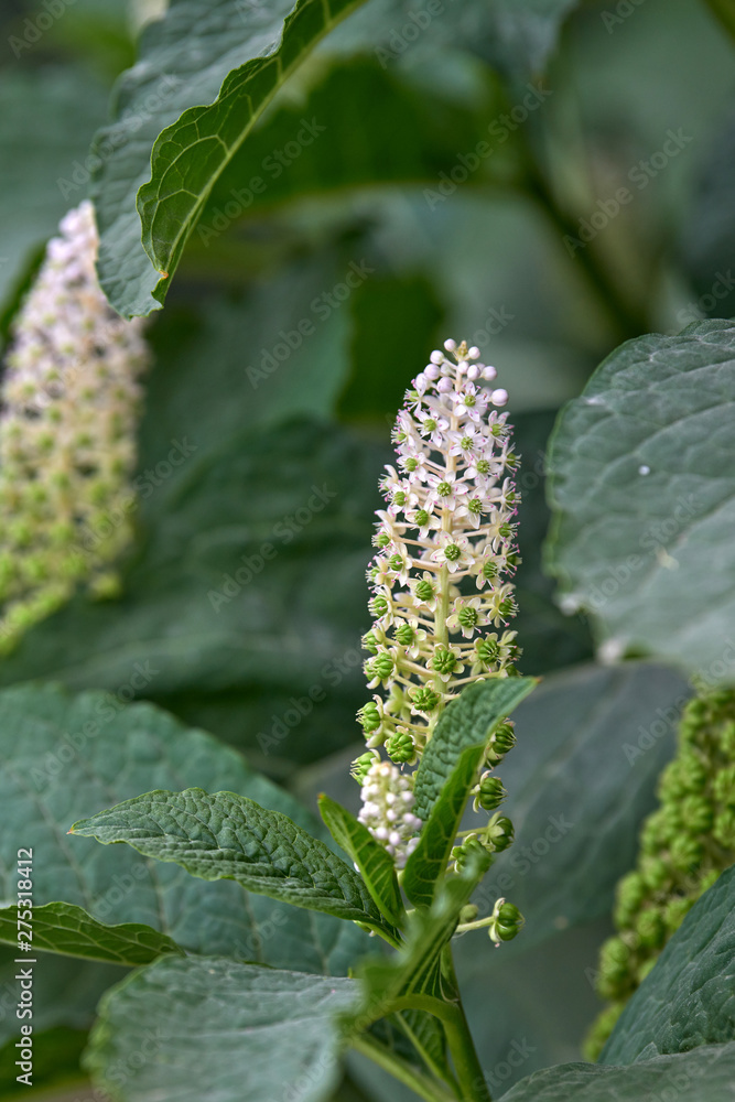 Obraz premium Phytolacca acinosa