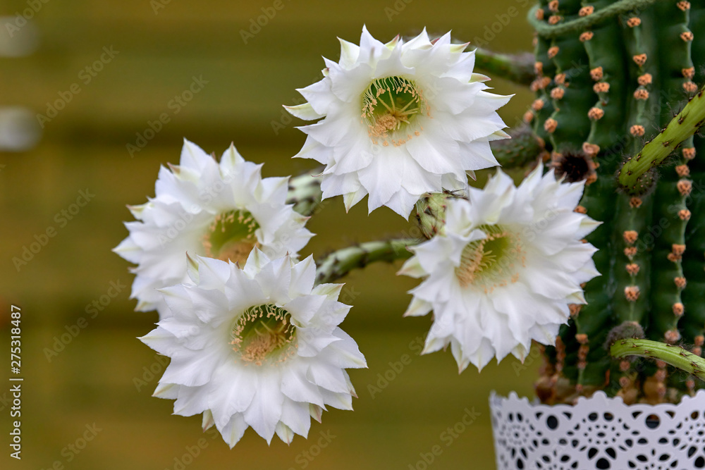 Obraz premium Cacti