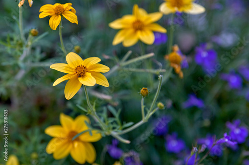 WOODLAND SUNFLOWER