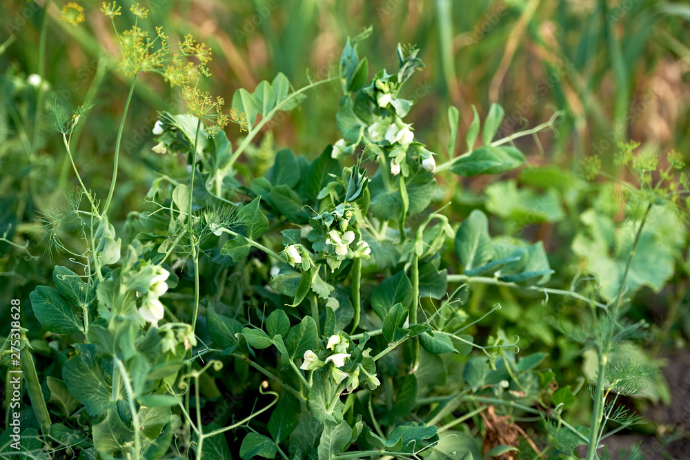 Fresh green peas growing in garden or field outdoors, copy space Fresh green peas growing in garden or field outdoors, copy space