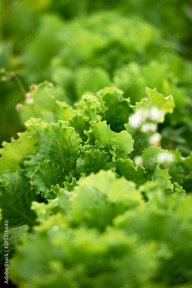 Close up of fresh green lettuce leaves growing on garden bed in sunny summer day, copy space. Nature background Close up of fresh green lettuce leaves growing on garden bed in sunny summer day, copy space. Nature background