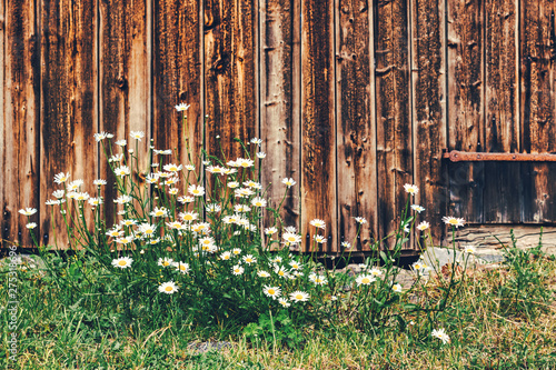 Fototapeta Naklejka Na Ścianę i Meble -  White daisys with a rustic red barn wall beside