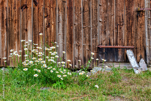 White daisys with a rustic ...