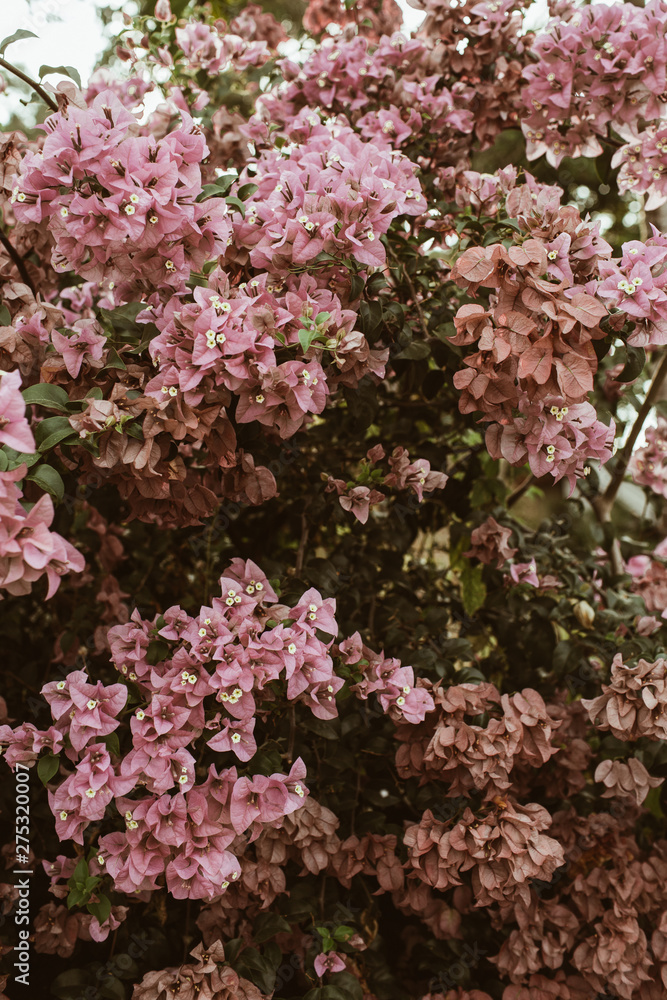 Tropical beautiful pale pink flowers blooming on big lush. Spring and summer concept. Natural background. Tropical beautiful pale pink flowers blooming on big lush. Spring and summer concept. Natural background.