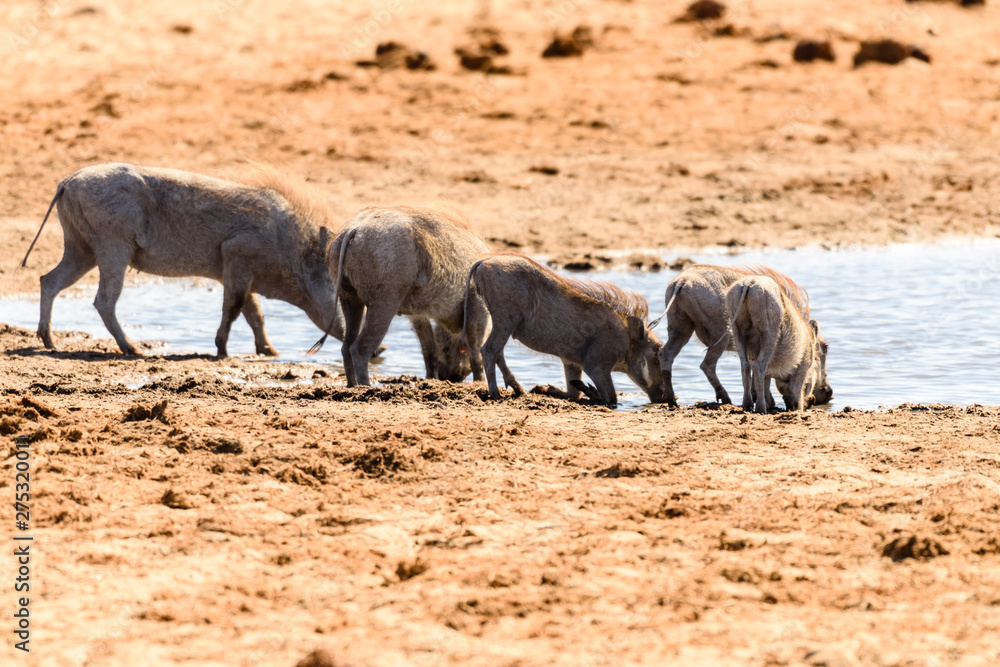 A family of warthogs drink from a natural water hole, Namibia A family of warthogs drink from a natural water hole, Namibia