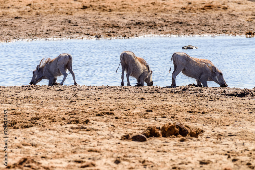 A family of warthogs drink from a natural water hole, Namibia