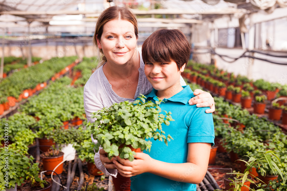 Little boy  with mother working with  peppermint seedlings in  greenhouse