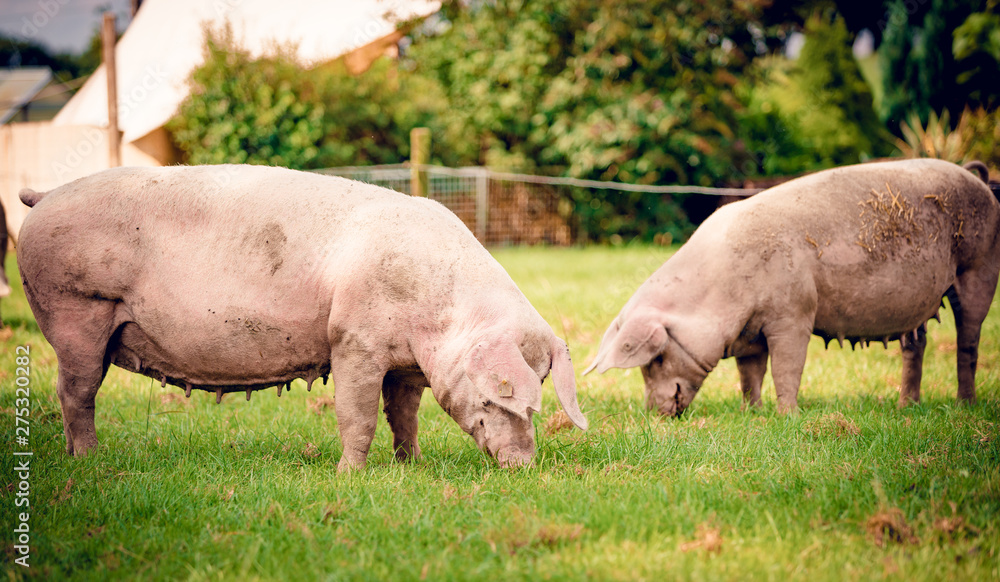 pig standing on a grass lawn. pig standing on a grass lawn.