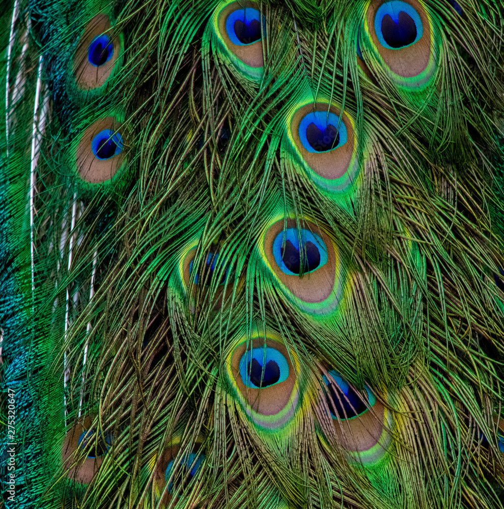 Naklejka premium Peacock tail feathers up close
