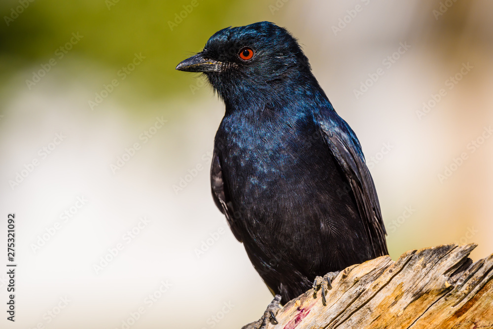 Black fork tailed drongo bird in Namibia Black fork tailed drongo bird in Namibia
