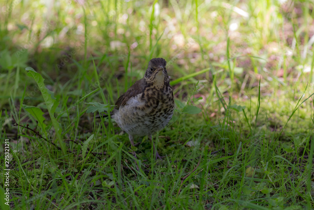 snowbird on green grass