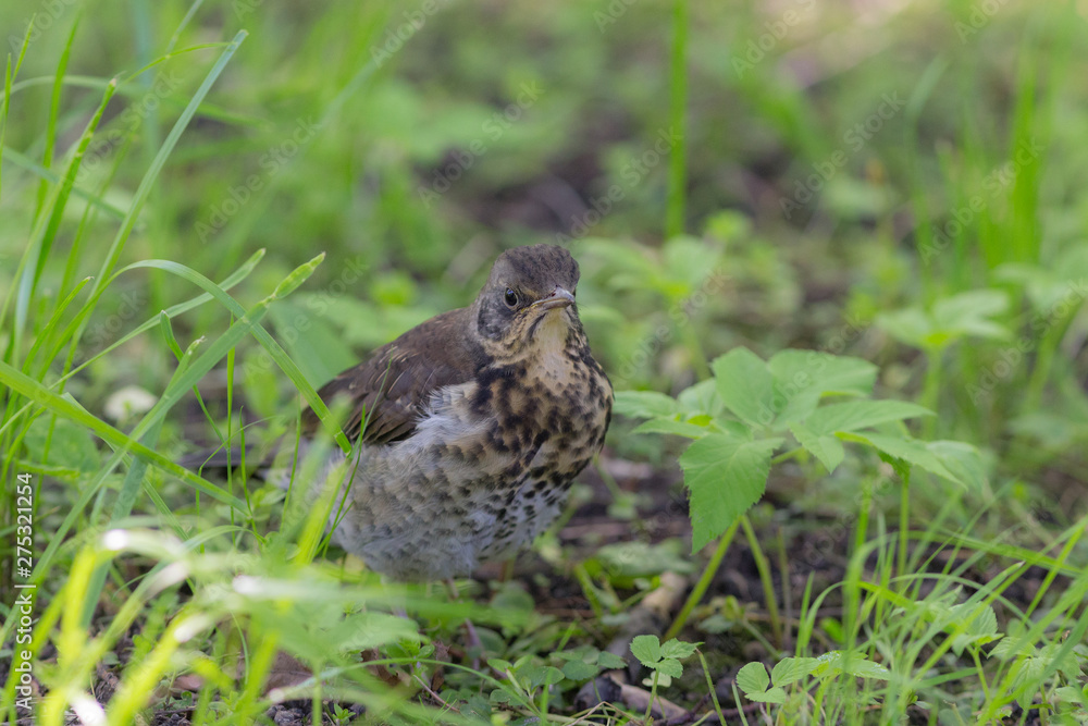 portrait of chick in spring