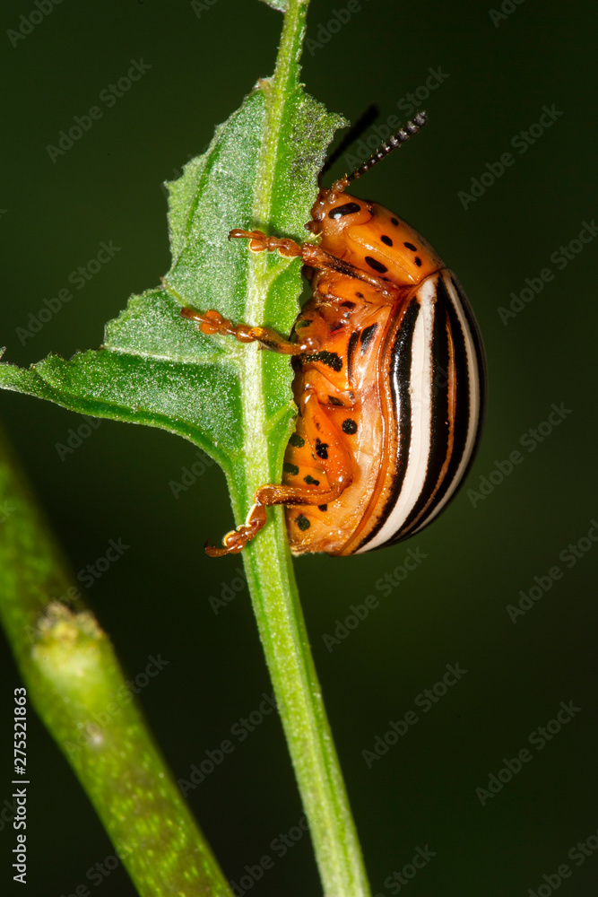 False potato beetle eating a leaf in Connecticut. False potato beetle eating a leaf in Connecticut.