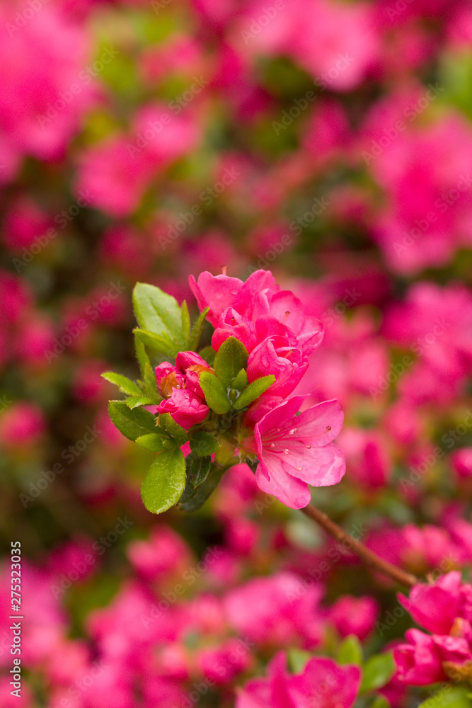 Close up on the beautiful Azalea (Rhododendron) Kiusianum Rauschenstein at the Botanical Garden Berlin-Dahlem, Germany Close up on the beautiful Azalea (Rhododendron) Kiusianum Rauschenstein at the Botanical Garden Berlin-Dahlem, Germany