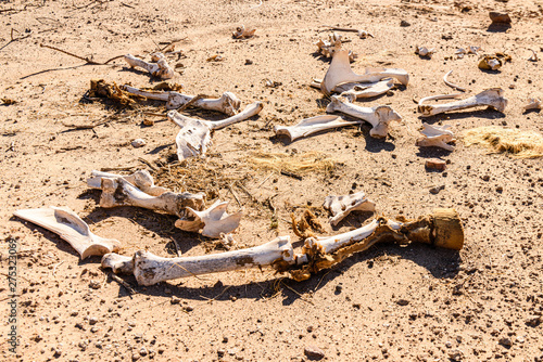 Bones of a horse on the roadside in Namibia. When horses reach the end of their useful life, they are released to forage for themselves and die in the desert.