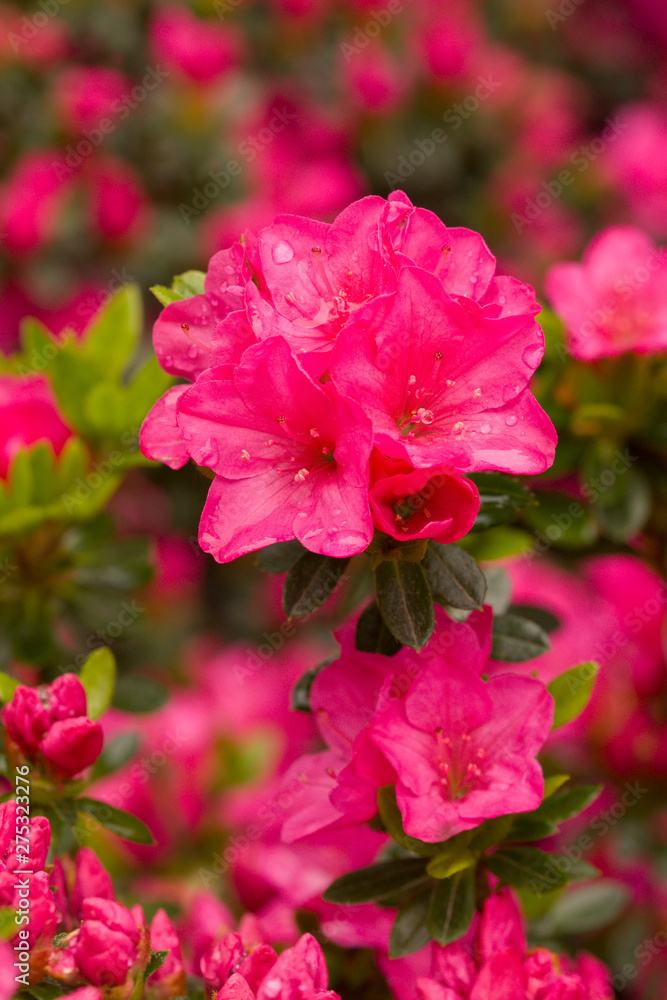 Close up on the beautiful Azalea (Rhododendron) Kiusianum Rauschenstein at the Botanical Garden Berlin-Dahlem, Germany Close up on the beautiful Azalea (Rhododendron) Kiusianum Rauschenstein at the Botanical Garden Berlin-Dahlem, Germany