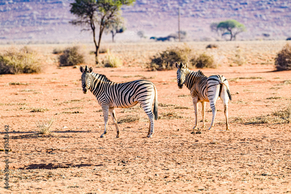 Obraz premium African plain zebra in the Kalahari Desert of Namibia