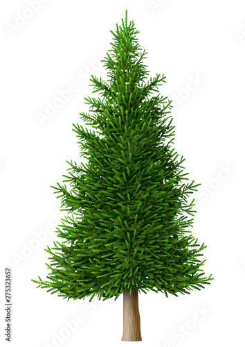 Realistic vector pine tree isolate