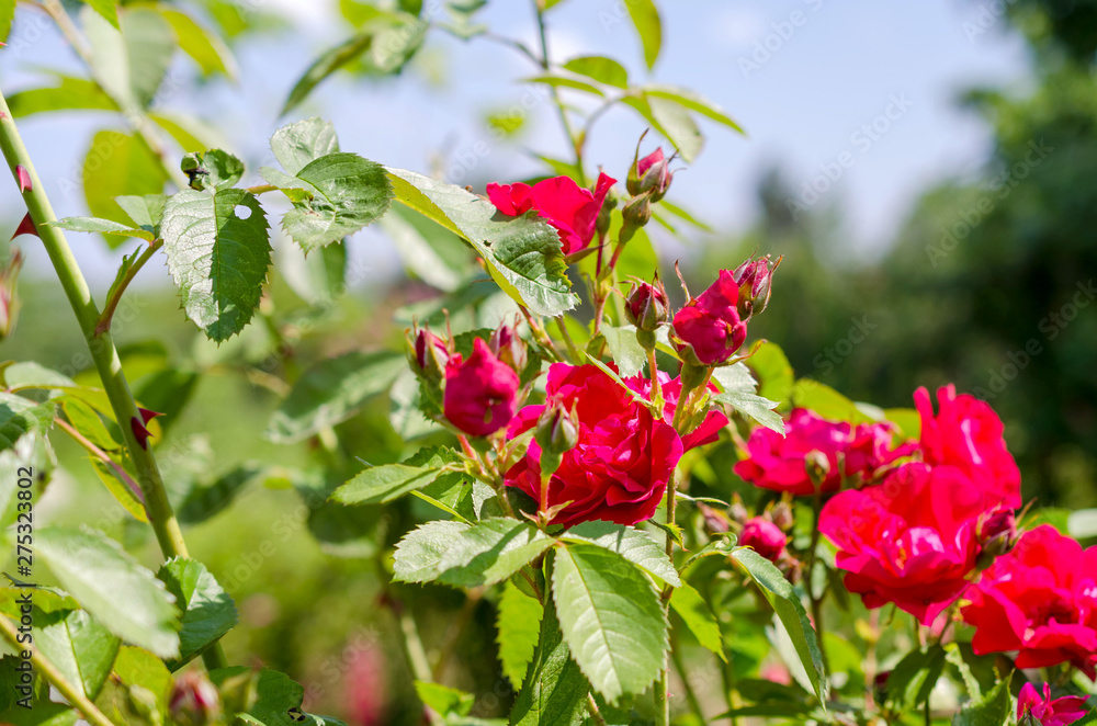 red roses bush on green garden background red roses bush on green garden background