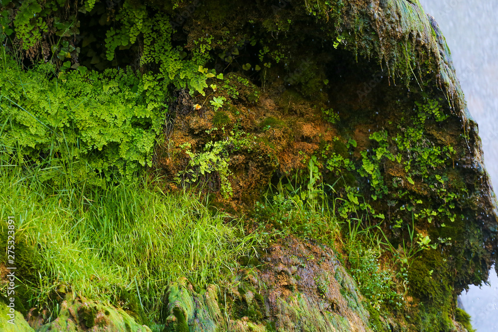 moss on tree moss on tree