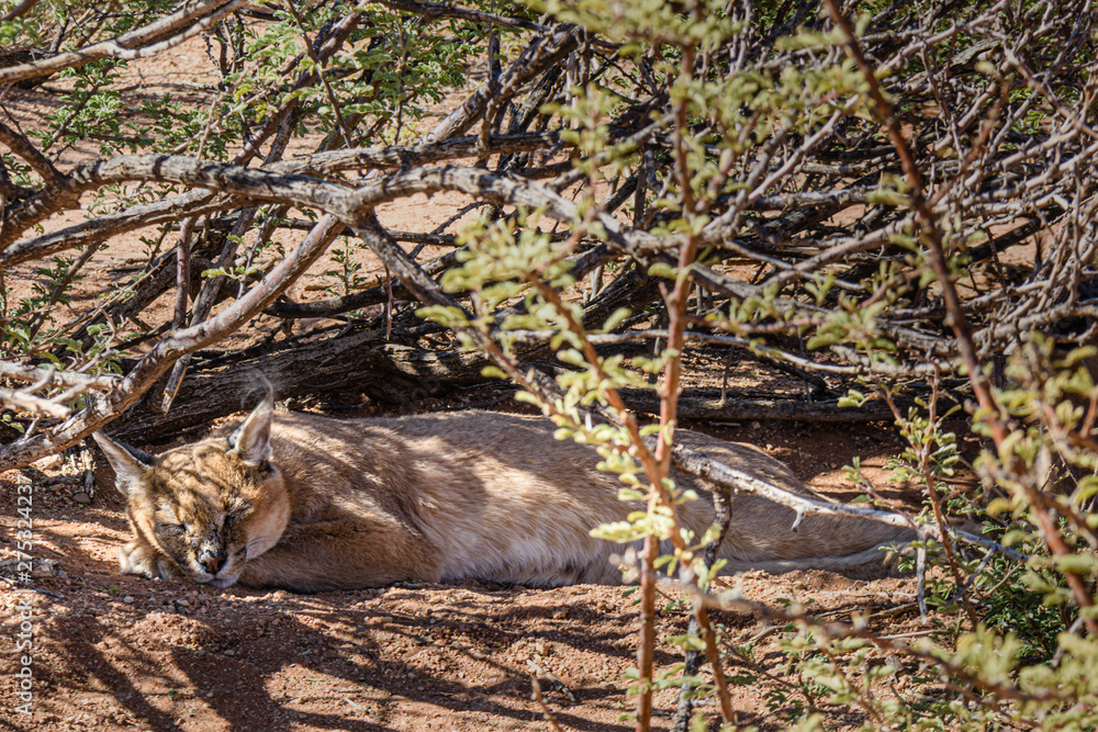 Caracal cat sleeping underneath a bush in Namibia Caracal cat sleeping underneath a bush in Namibia