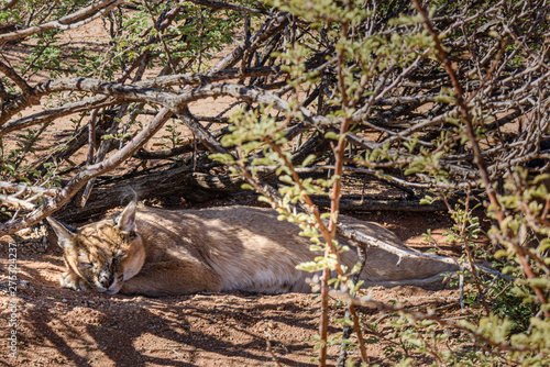 Photography Caracal cat sleeping underneath a bush in Namibia