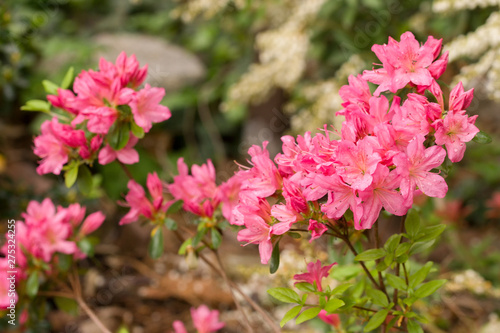 Close up on the beautiful Azalea (Rhododendron) Simsii Ophelia at the Botanical Garden Berlin-Dahlem, Germany photo