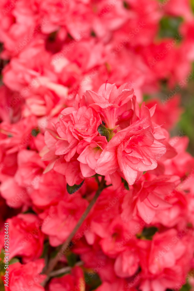 Close up on the beautiful Azalea (Rhododendron) Simsii Rex at the Botanical Garden Berlin-Dahlem, Germany