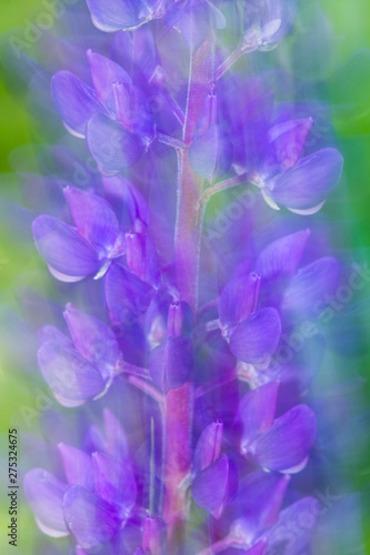 Nature abstract multiple exposure of lupine flowers in Vernon, Connecticut.