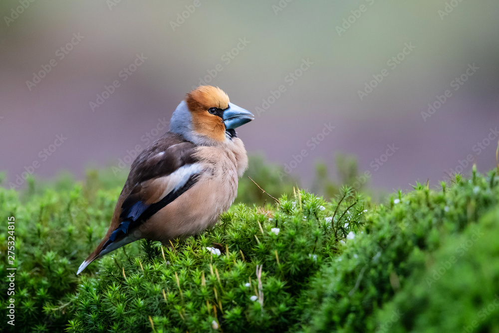 Hawfinch in the forest in Noord Brabant in the south of the Netherlands Hawfinch in the forest in Noord Brabant in the south of the Netherlands