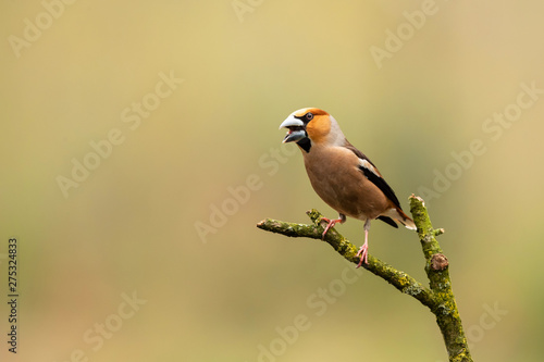 Hawfinch on a branch in the forest in Noord Brabant in the south of the Netherlands