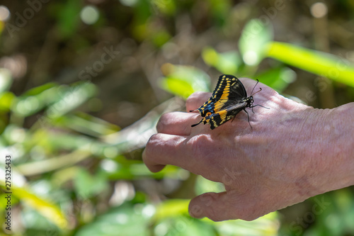 Photography Yellow, blue and black swallowtail butterfly on hand