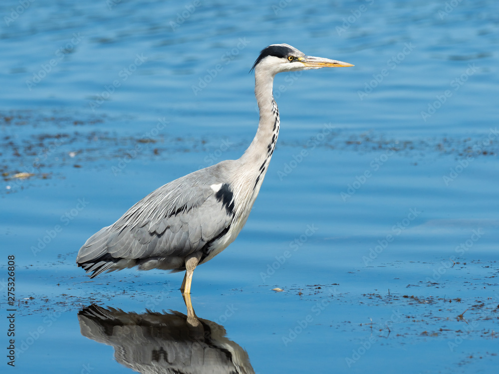 Grey Heron (ardea cinereaf ) fishing in lake Grey Heron (ardea cinereaf ) fishing in lake