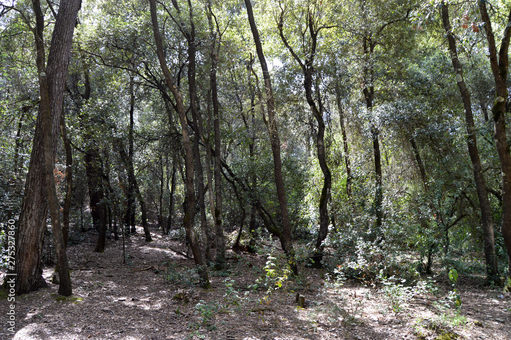 Fototapeta premium Bosque y sus árboles